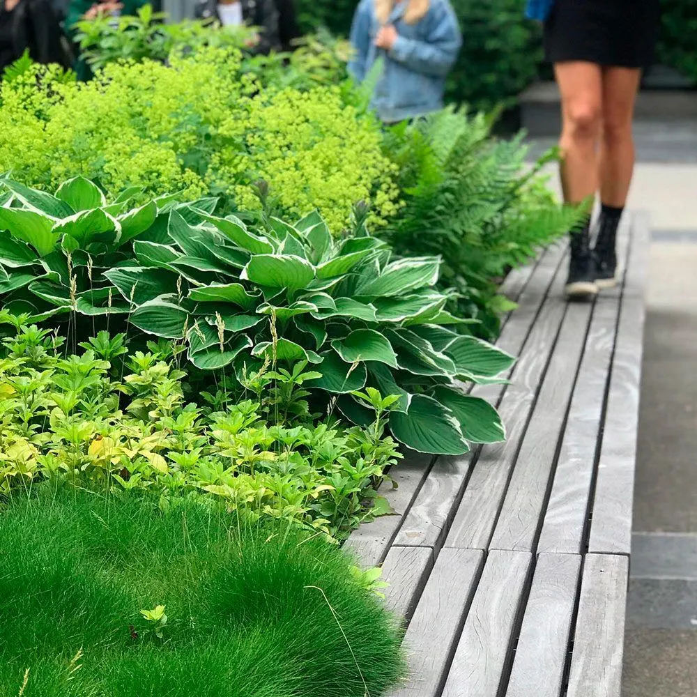 Plantas verdes y camino de madera