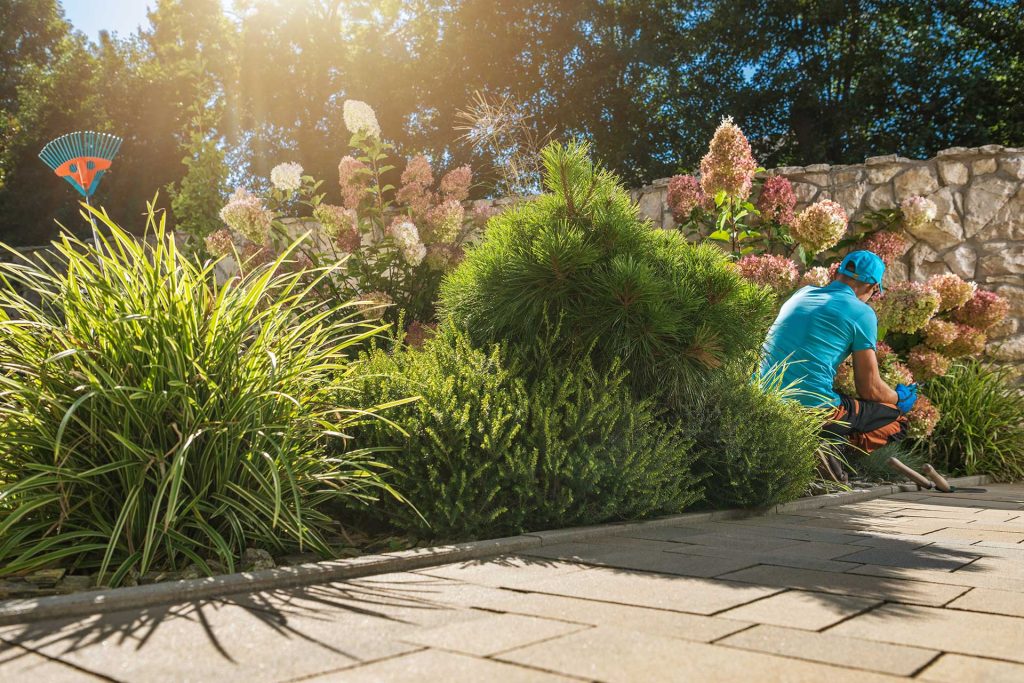 Persona cuidando jardín soleado