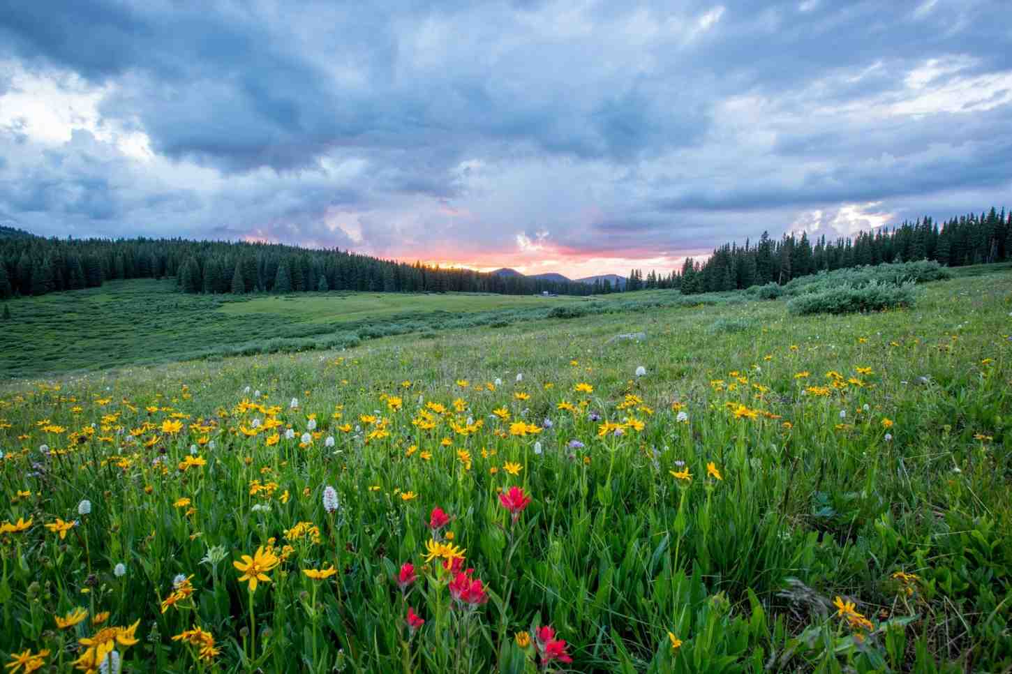 Fotografía aérea de flores durante el día.